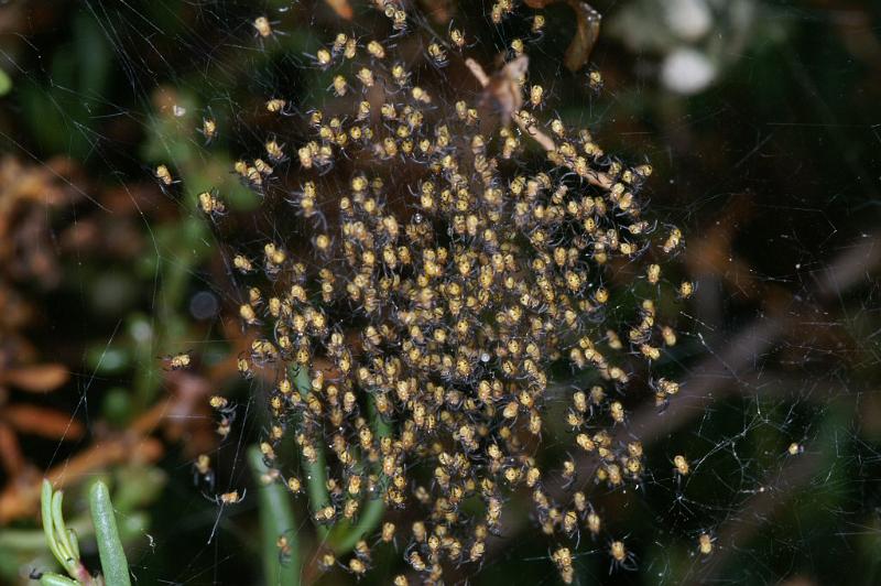 Argiope_trifasciata_D3234_Z_78_Valle Gran Rey_Spanje.jpg